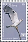 White-tailed Kite Elanus leucurus