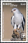 Black-winged Kite Elanus caeruleus  2018 Birds of prey White frames