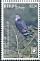 Grey-headed Kite Leptodon cayanensis  2018 Birds of prey White frames