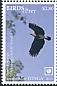 Lesser Fish Eagle Haliaeetus humilis  2018 Birds of prey White frames