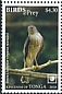 Besra Accipiter virgatus  2018 Birds of prey White frames