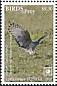 African Cuckoo-Hawk Aviceda cuculoides  2018 Birds of prey White frames