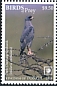 Dark Chanting Goshawk Melierax metabates