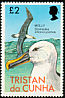 Atlantic Yellow-nosed Albatross Thalassarche chlororhynchos