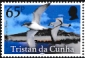 Tristan da Cunha 2025 Birds of Tristan da Cunha 