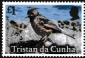 Tristan da Cunha 2025 Birds of Tristan da Cunha 