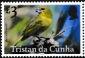 Tristan da Cunha 2025 Birds of Tristan da Cunha 