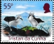 Atlantic Yellow-nosed Albatross Thalassarche chlororhynchos