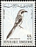 Iberian Grey Shrike Lanius meridionalis  1965 Birds of Tunisia 