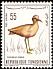 Cream-colored Courser Cursorius cursor  1966 Birds of Tunisia 