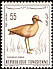 Cream-colored Courser Cursorius cursor