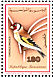 European Goldfinch Carduelis carduelis