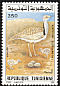 Houbara Bustard Chlamydotis undulata