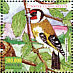 European Goldfinch Carduelis carduelis