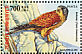 Common Kestrel Falco tinnunculus