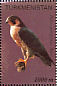 Peregrine Falcon Falco peregrinus