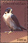 Peregrine Falcon Falco peregrinus