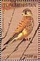 Common Kestrel Falco tinnunculus