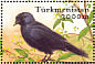 Western Jackdaw Coloeus monedula  2002 Birds Sheet