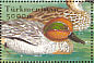 Eurasian Teal Anas crecca  2002 Birds  MS MS