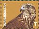 Saker Falcon Falco cherrug