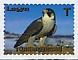 Peregrine Falcon Falco peregrinus