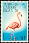 American Flamingo Phoenicopterus ruber