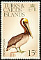 Brown Pelican Pelecanus occidentalis