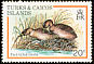 Pied-billed Grebe Podilymbus podiceps  1980 Birds 