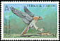 American Kestrel Falco sparverius  1990 Birds 