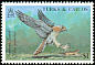 American Kestrel Falco sparverius