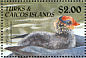 American Coot Fulica americana  1990 Birds  MS MS