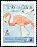 American Flamingo Phoenicopterus ruber  1995 Birds 