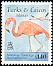 American Flamingo Phoenicopterus ruber