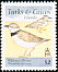 Wilson's Plover Anarhynchus wilsonia  1995 Birds 