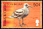 Glaucous-winged Gull Larus glaucescens  2000 Birds of the Caribbean 