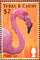 American Flamingo Phoenicopterus ruber  2000 Birds of the Caribbean  MS MS