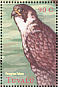 Peregrine Falcon Falco peregrinus