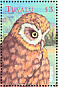 Morepork Ninox novaeseelandiae