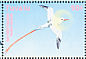 Red-tailed Tropicbird Phaethon rubricauda