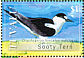 Sooty Tern  Onychoprion fuscatus