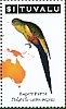 Regent Parrot Polytelis anthopeplus