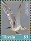 Greater Crested Tern Thalasseus bergii