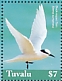 Black-naped Tern Sterna sumatrana  2019 Seabirds  MS