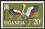 Grey Crowned Crane Balearica regulorum