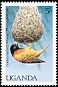 Golden-backed Weaver Ploceus jacksoni  1987 Birds of Uganda 