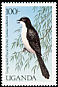 Long-tailed Fiscal Lanius cabanisi  1987 Birds of Uganda 