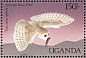 Western Barn Owl Tyto alba  1987 Birds of Uganda  MS MS