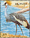 Grey Crowned Crane Balearica regulorum