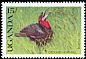 Southern Ground Hornbill Bucorvus leadbeateri  1990 Wild birds of Uganda 